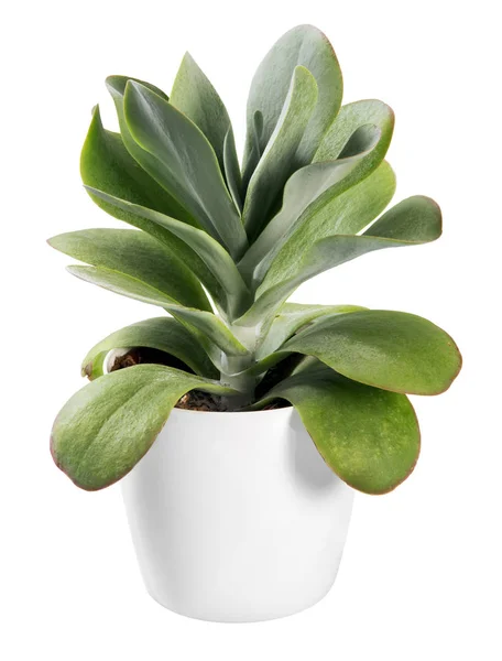 Beyaz bir tencerede Kalanchoe thyrsiflora bitki — Stok fotoğraf