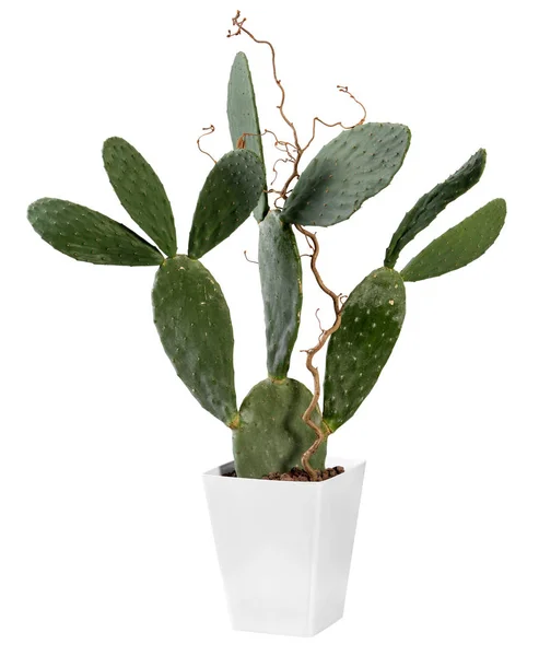 Opuntia kaktus växt växer i en container — Stockfoto