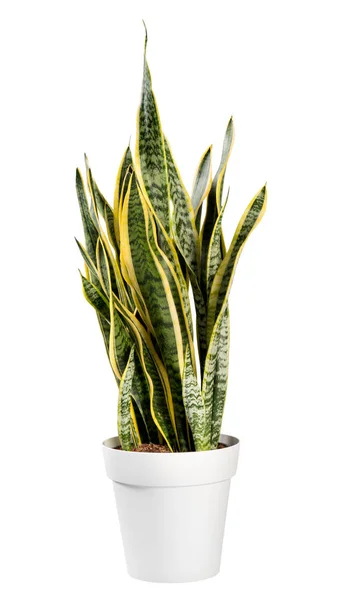 Ornamental potted Sanseviera laurentii plant — Stock Photo, Image