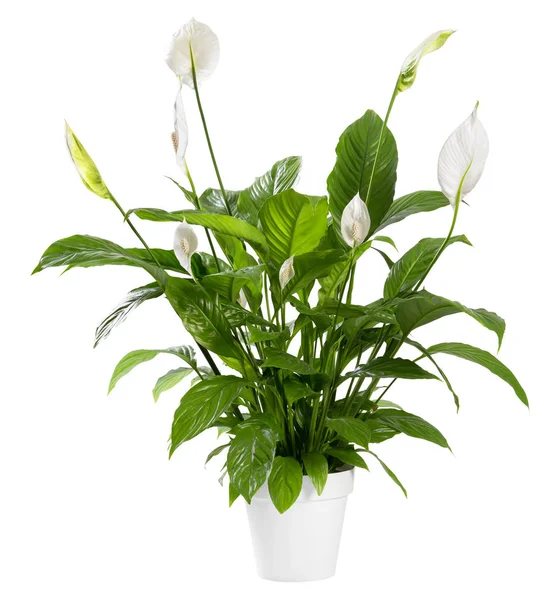 Doniczkowa roślina Spathiphyllum z białymi kwiatami — Zdjęcie stockowe