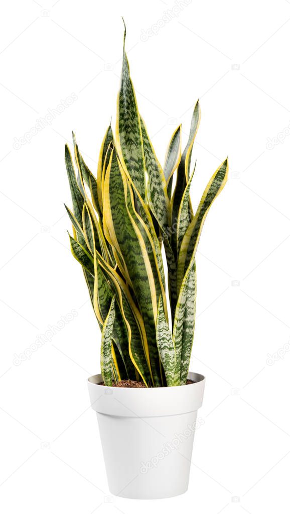 Ornamental potted Sanseviera laurentii plant