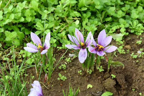 Cluster Purple Saffron Flowers Crocus Sativus Growing Field Used Culinary — Stock Photo, Image