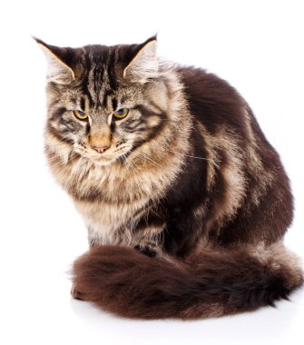 Maine Coon kedi uzun dalgalı saçlı