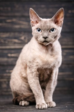 Safkan devonrex kedi. Hayvan, kedi ve evde beslenen hayvan kavramı