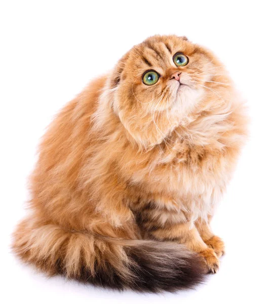 Animal, gato, concepto de mascota - gato escocés en un blanco — Foto de Stock