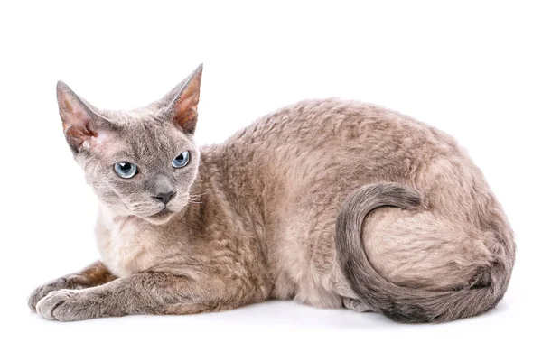 Devon Rex. Portret na białym tle — Zdjęcie stockowe