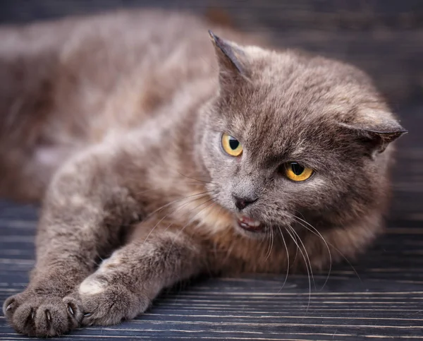 Sällskapsdjur vila hemma. Porträtt av en katt — Stockfoto