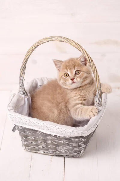 奶油色苏格兰海峡猫坐在柳条篮子里。一只顽皮的小猫 — 图库照片