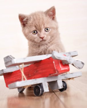 İskoç Fold - kedi ahşap bir uçak ile oynuyor.