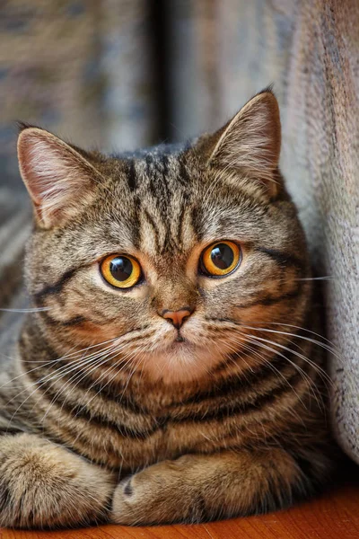 Porträt einer gestreiften schottischen Katze zu Hause. — Stockfoto