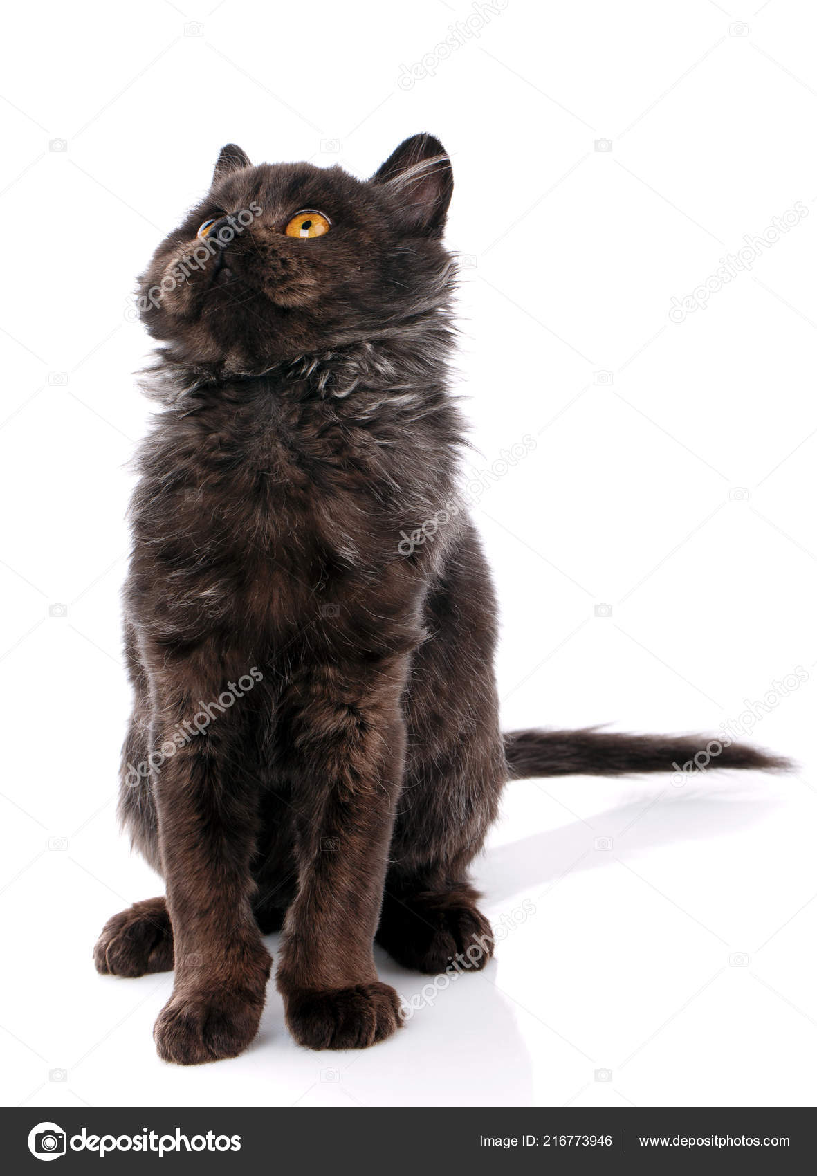 Chat Animal De Compagnie Et Mignon Concept Chat Noir Avec