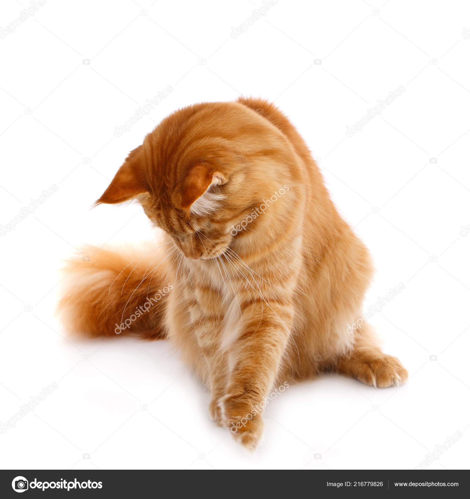 Red Maine Coon Cat With Long Brown Wavy Hair Stock Photo