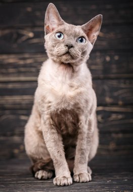 Yoksun rex cins kedi bir ahşap arka plan üzerinde oturur