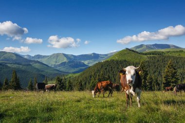 Mera inek. Dağ çayır. Avrupa, Romanya.