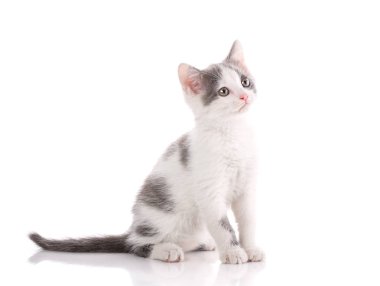 Kedi üzerinde beyaz izole. Komik kedicik