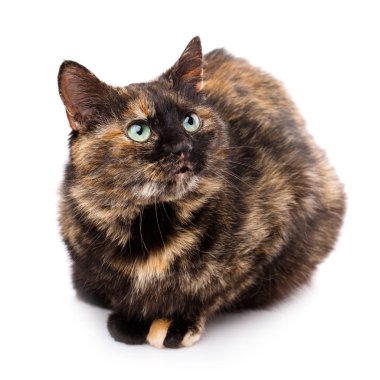 Kedi doğurmak olmadan. Basit bir gri kedi
