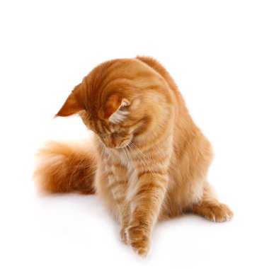 Uzun kahverengi dalgalı saçlı kırmızı Maine Coon Kedi