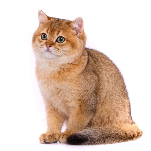 Smooth straight Scottish Cat. Red cat Gold chinchilla — Stock Photo, Image