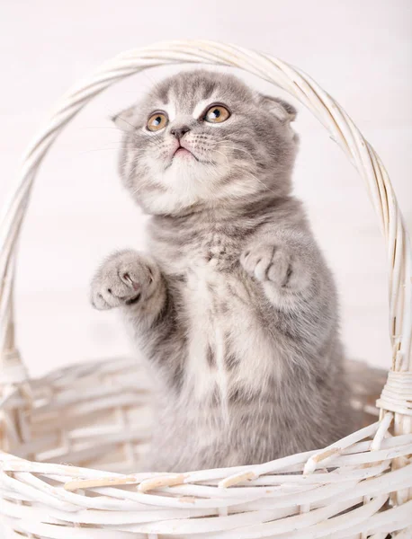 Gato bailarín. El gatito gris está parado en las patas traseras en una canasta de mimbre . — Foto de Stock