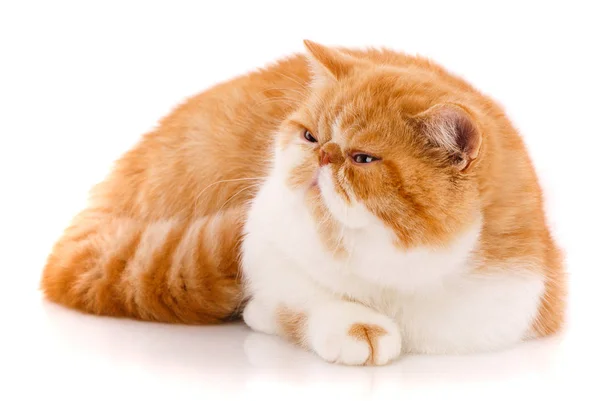 美しい、純血種の猫。子猫 - エキゾチックな猫の肖像画 — ストック写真