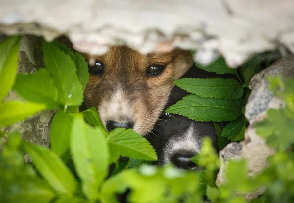 Cachorros sem-abrigo escondem-se das pessoas. Os cães olham dos seus caches. Cães de rua escondidos na grama . — Fotografia de Stock
