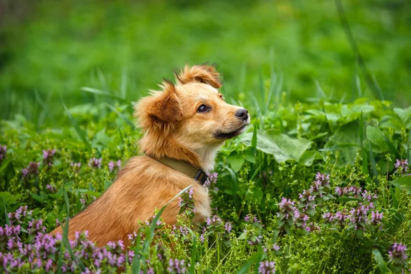 Il cane senzatetto dai capelli rossi che si trova su giardino nel villaggio . — Foto Stock