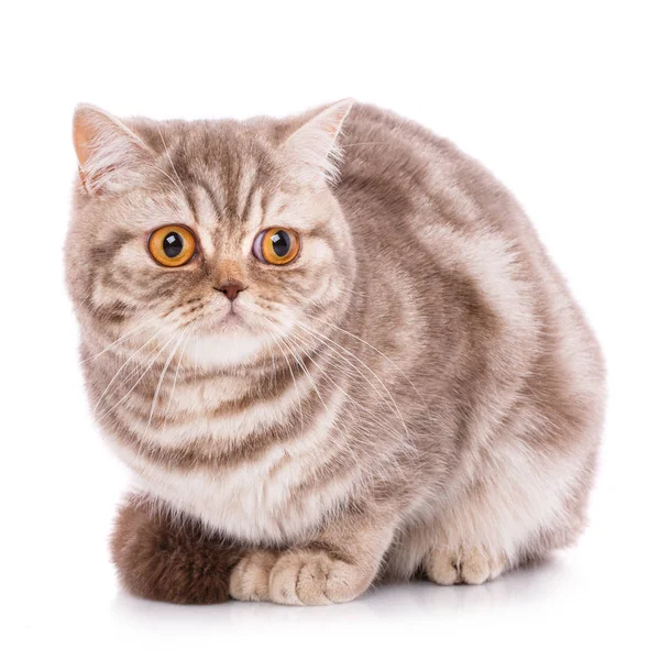 Reinrassige britische Straight Cat auf weißem Hintergrund. Heimtier. — Stockfoto