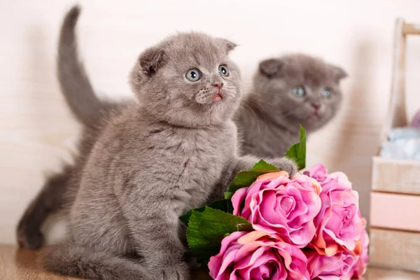 Paar schattige katten in de buurt van een boeket rozen. — Stockfoto