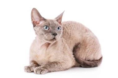 Beyaz arka plan üzerinde yoksun rex kedi yakın çekim portre