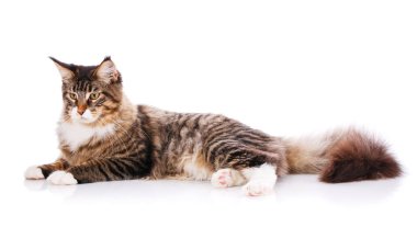 Güzel maine coon kedi. Safkan kedi. Sergi kedi kavramının.