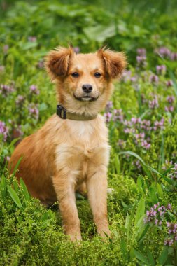 Mutlu ve aktif köpek çimlerin açık havada