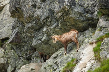 Serna Yüksek Tatras, Slovakya, Avrupa'nın yamaca. İki Serna Yüksek Tatras Dağları eteklerinde sıyrılmak