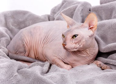 Huysuz Sphynx kedi closeup portresi. yan görünüm