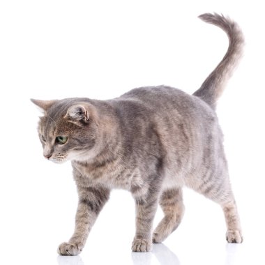 Gri kedi oynuyor. Beyaz izole. Kedi doğurmak.