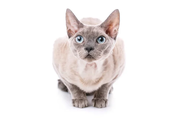 Devon-rex gato close-up retrato no fundo branco — Fotografia de Stock