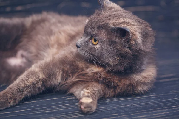 Kat zonder RAS. Een eenvoudige grijze kat — Stockfoto