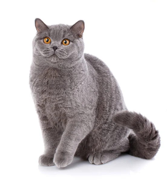 Портрет серый кот британский прямой с желтыми глазами на белом — стоковое фото