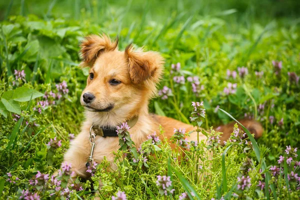 Gelukkig en actieve hond buiten in het gras — Stockfoto