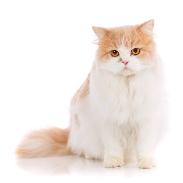 Haustiere, Tiere und Katzen Konzept - reinrassige schottische Katze auf weißem Hintergrund — Stockfoto