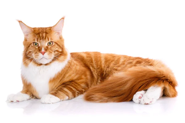 Animal, gato, concepto de mascota - mainecoon sobre un fondo blanco —  Fotos de Stock