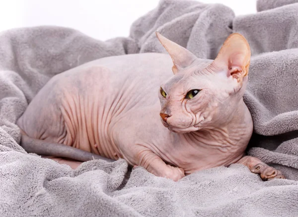 Huysuz Sphynx kedi closeup portresi. yan görünüm