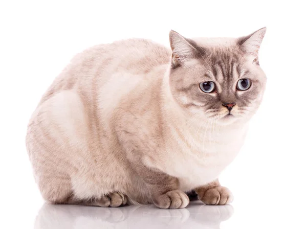 Чистокровних британський кіт прямо на білому тлі. ПЕТ. — стокове фото