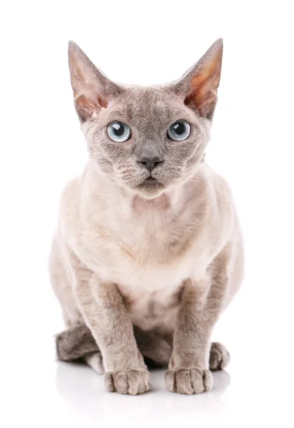 Widok boczny Devon rex siedzi — Zdjęcie stockowe