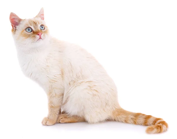 Портрет домашнего белого и красного котенка. Симпатичный молодой кот . — стоковое фото