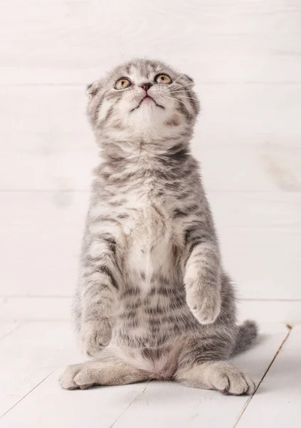 Um gatinho escocês brincalhão fica em suas patas traseiras e olha para cima . — Fotografia de Stock