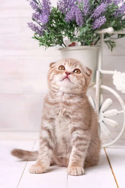 Gatinho de cor creme sentado perto de um pote com lavanda Fotografias De Stock Royalty-Free