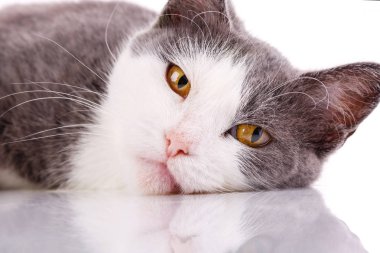 Kedi yüz, yakın çekim. Beyaz bir arka plan üzerinde izole