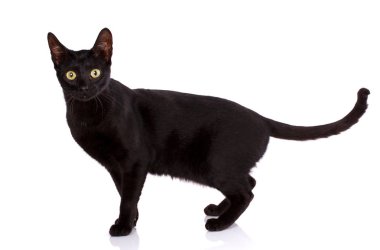 Hayvan, kedi, evde beslenen hayvan kavramı - Serengeti kedi bir beyaz