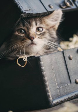 Bir kedi kabarık bıyıklı bir vintage göğsünde oturur.