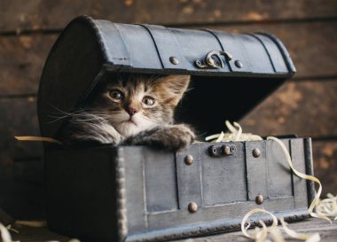 Bir kedi kabarık bıyıklı bir vintage göğsünde oturur.